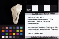 Foto (Objket + Etiketten) von Goniodromites bidentatus (Reuss, 1859) 